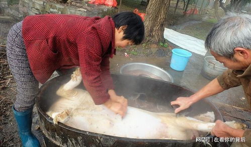 “早不买猪肉，晚不买豆腐” 农村生活智慧的结晶