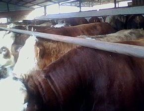 山东华荣养殖场 深耕肉牛羊与肉驴养殖及牲畜屠宰产业链