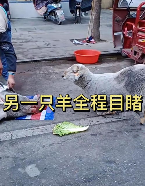 最后的吻别 湖北男子杀羊，另一只羊全程目睹含泪下跪的牲畜屠宰