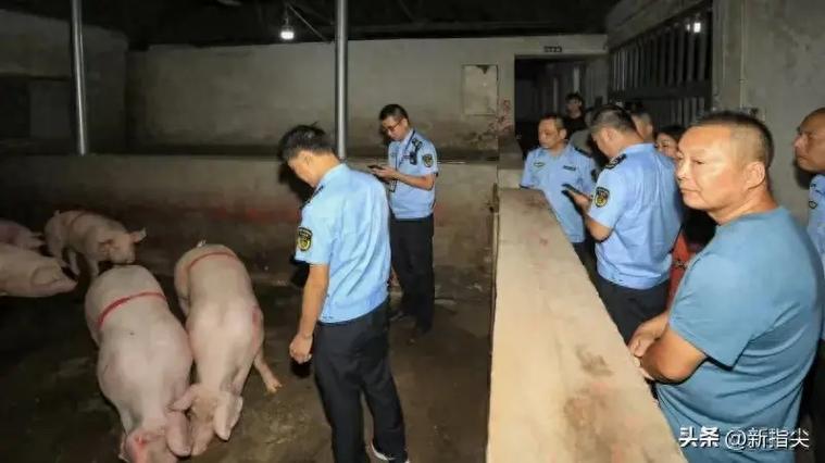 澧县农业农村局节前雷霆行动 畜禽屠宰监管执法筑牢食品安全防线